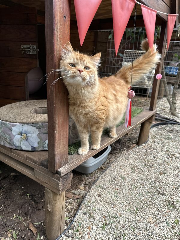 Bolshevik, a guest at The Cat Hotel this week