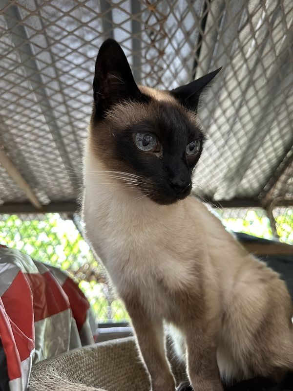 A cat, a guest at The Cat Hotel this week