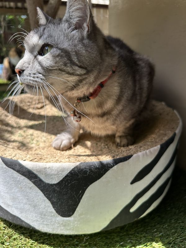 A cat, a guest at The Cat Hotel this week