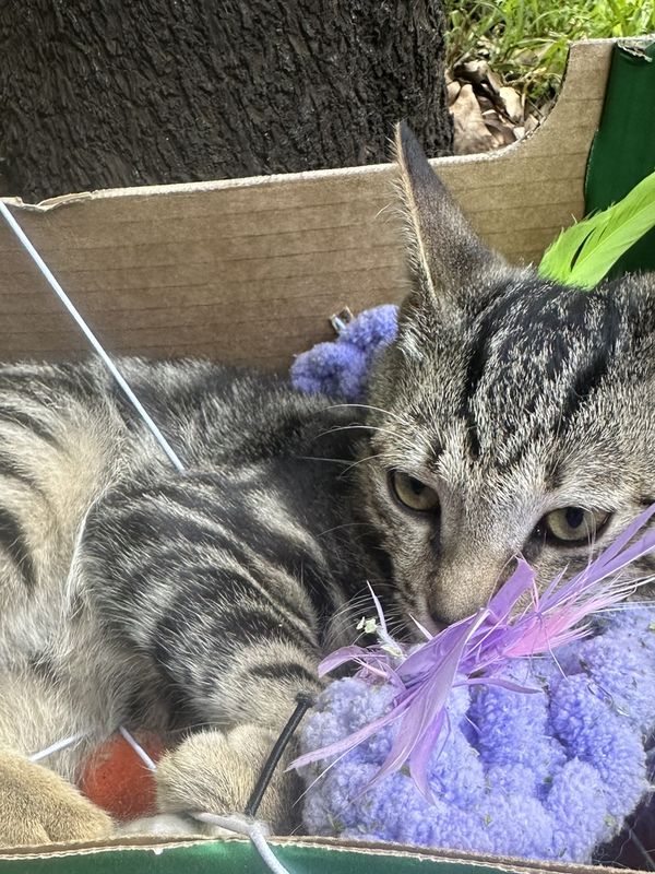 A cat, a guest at The Cat Hotel this week