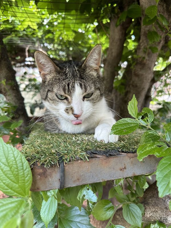 A cat, a guest at The Cat Hotel this week