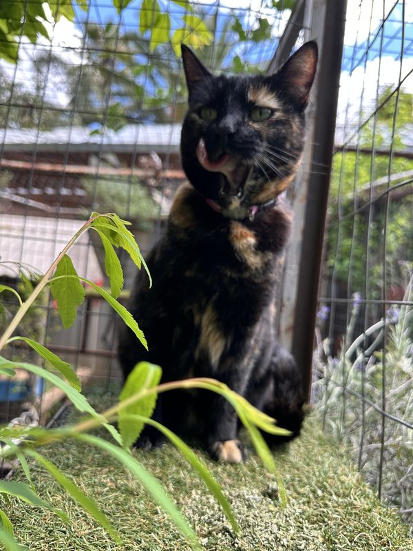 A cat, a guest at The Cat Hotel this week