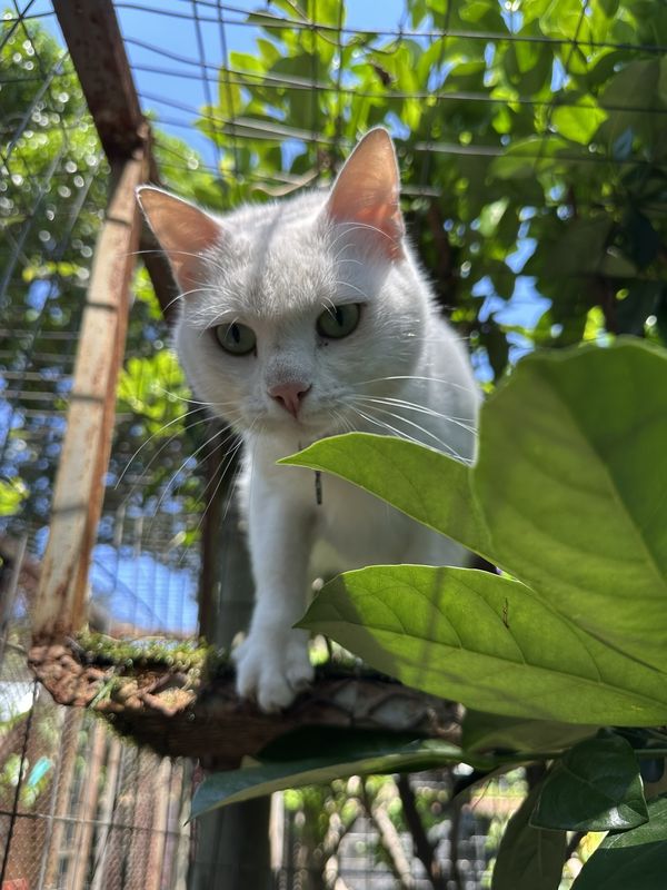 A cat, a guest at The Cat Hotel this week