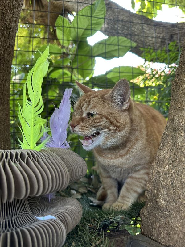 A cat, a guest at The Cat Hotel this week