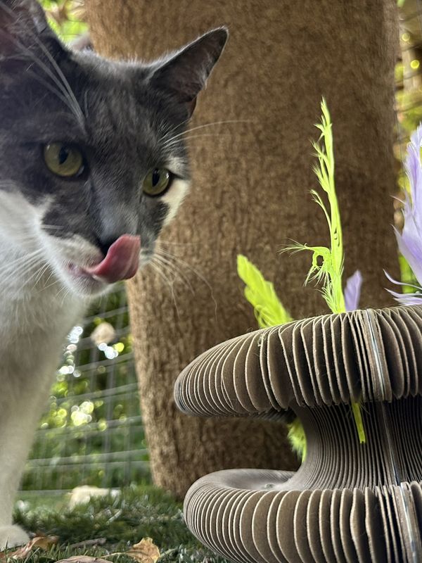 A cat, a guest at The Cat Hotel this week