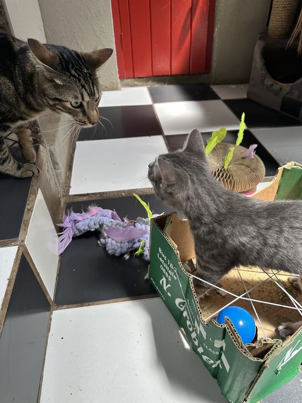 Loki and Mochi, a guest at The Cat Hotel this week
