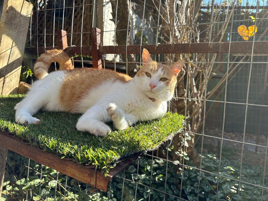 Bokkie relaxing in a Standard Garden Villa at The Cat Hotel