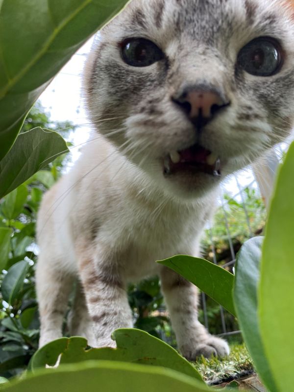 Close-up of a curious guest