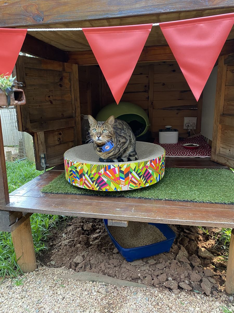 A tabby on the patio scratcher under the bunting