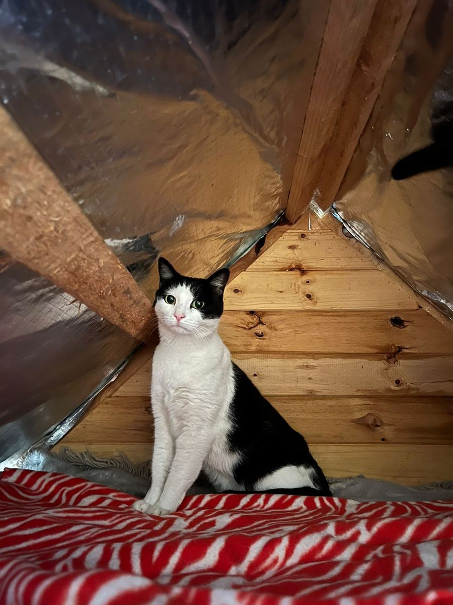 A black and white cat in the secluded loft