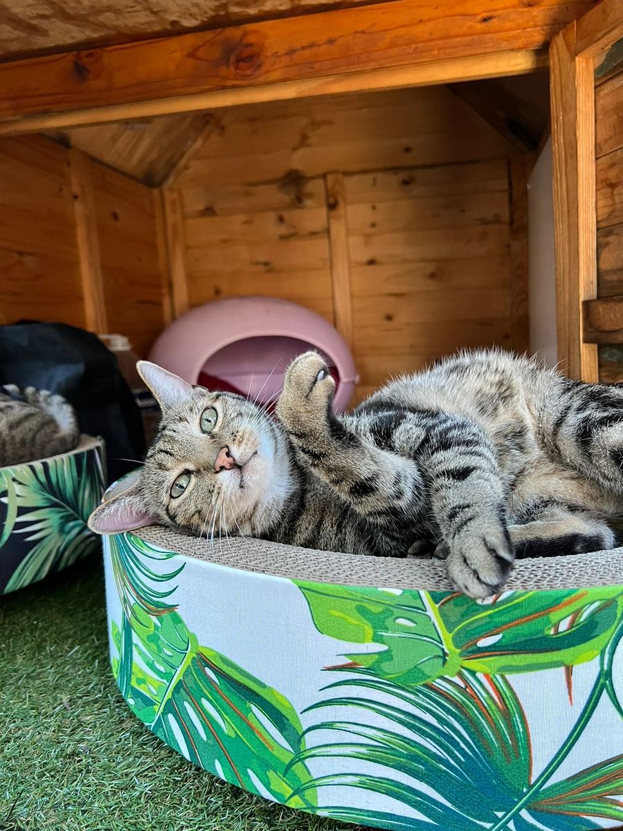 Two tabbies curled up together in their bed