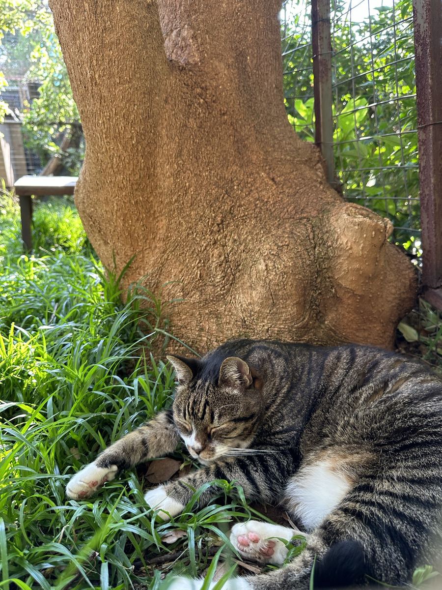 A tabby stretched out on the grass in the garden