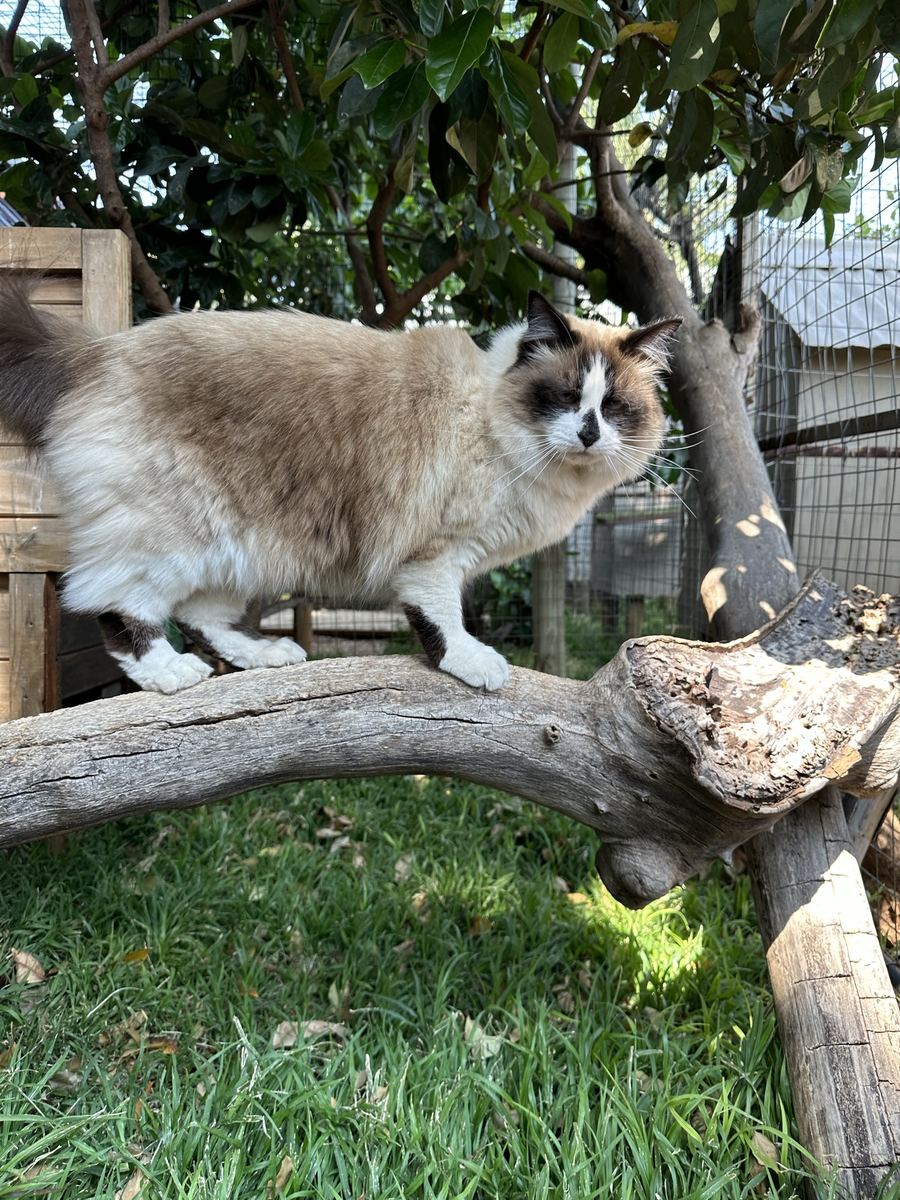 A guest exploring the raised logs in the garden