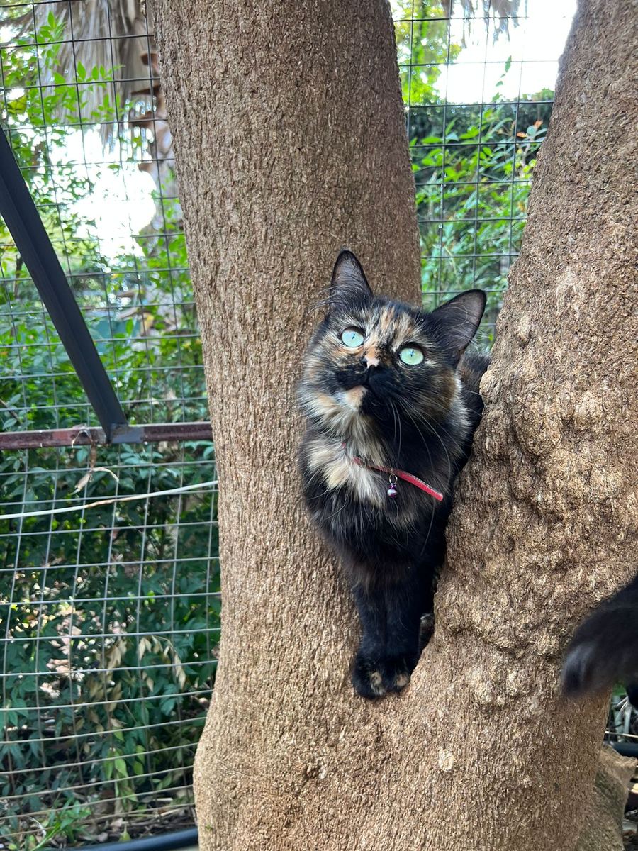 A tortoiseshell cat climbing a tree in the garden