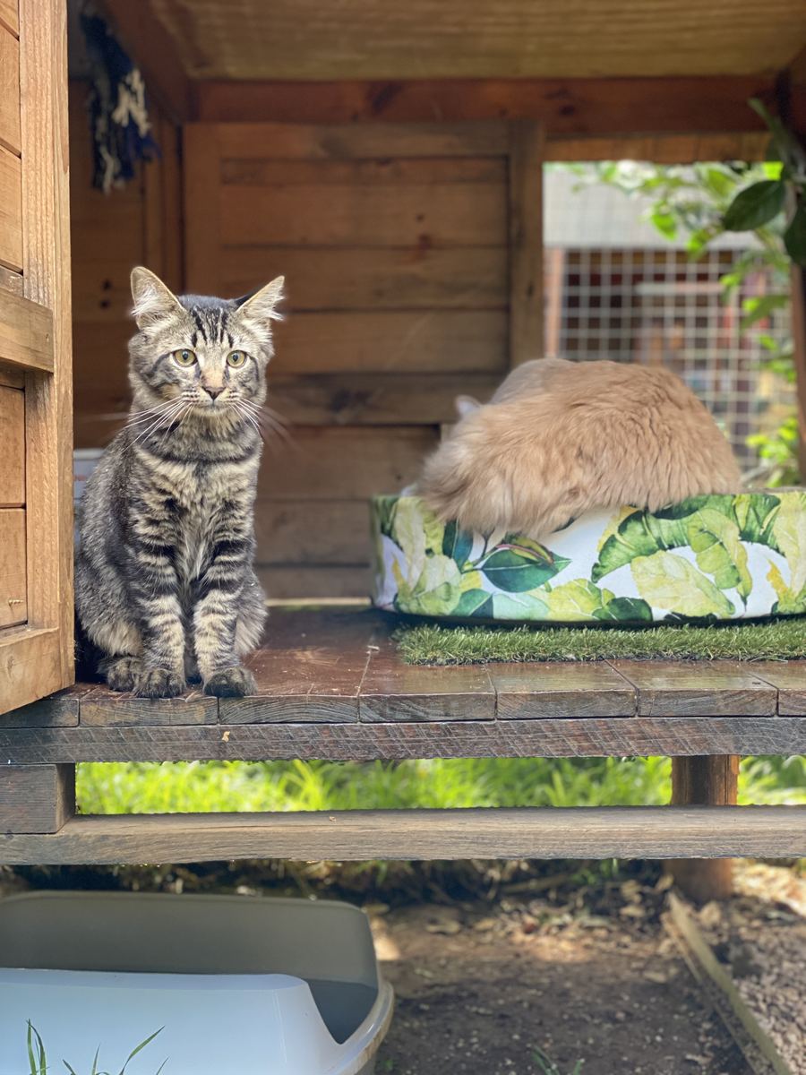 Two cats relaxing on the Deluxe Garden Villa patio