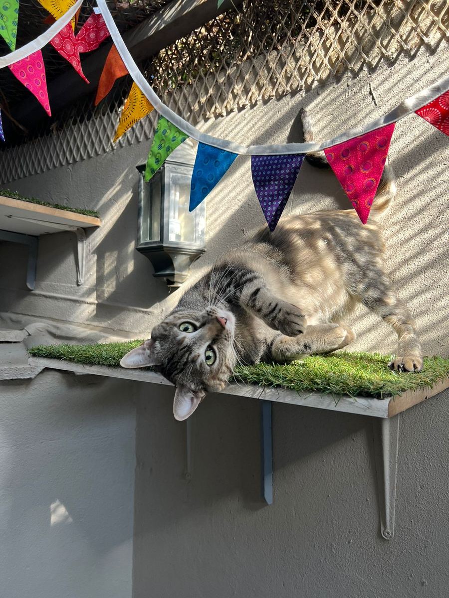 A tabby lounging on a grass-covered ledge