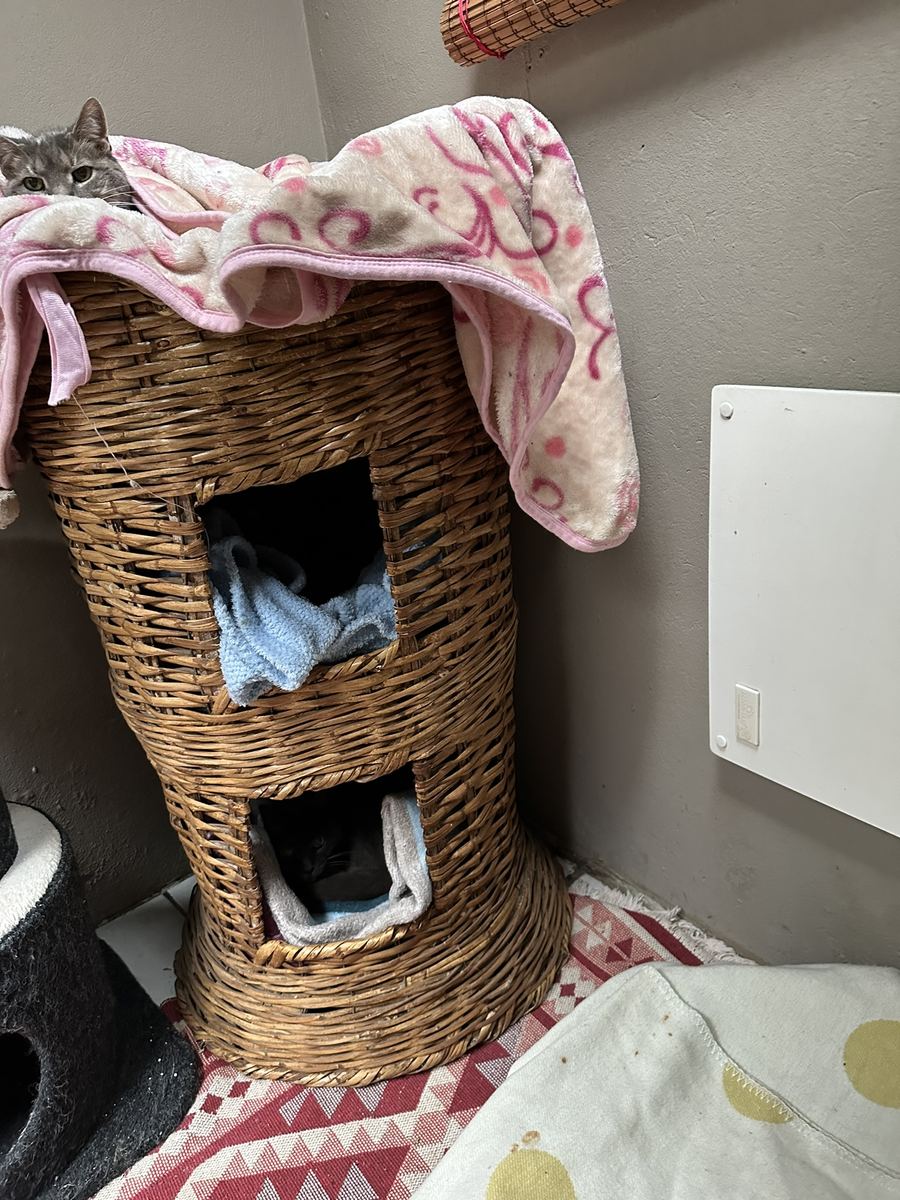 The wicker cat tower and cosy bedding