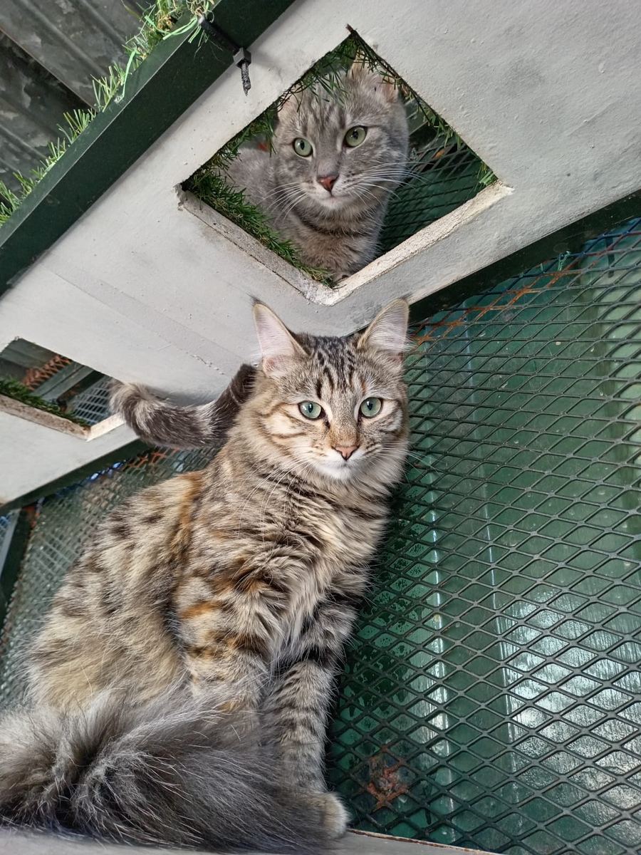A tabby on the climbing levels