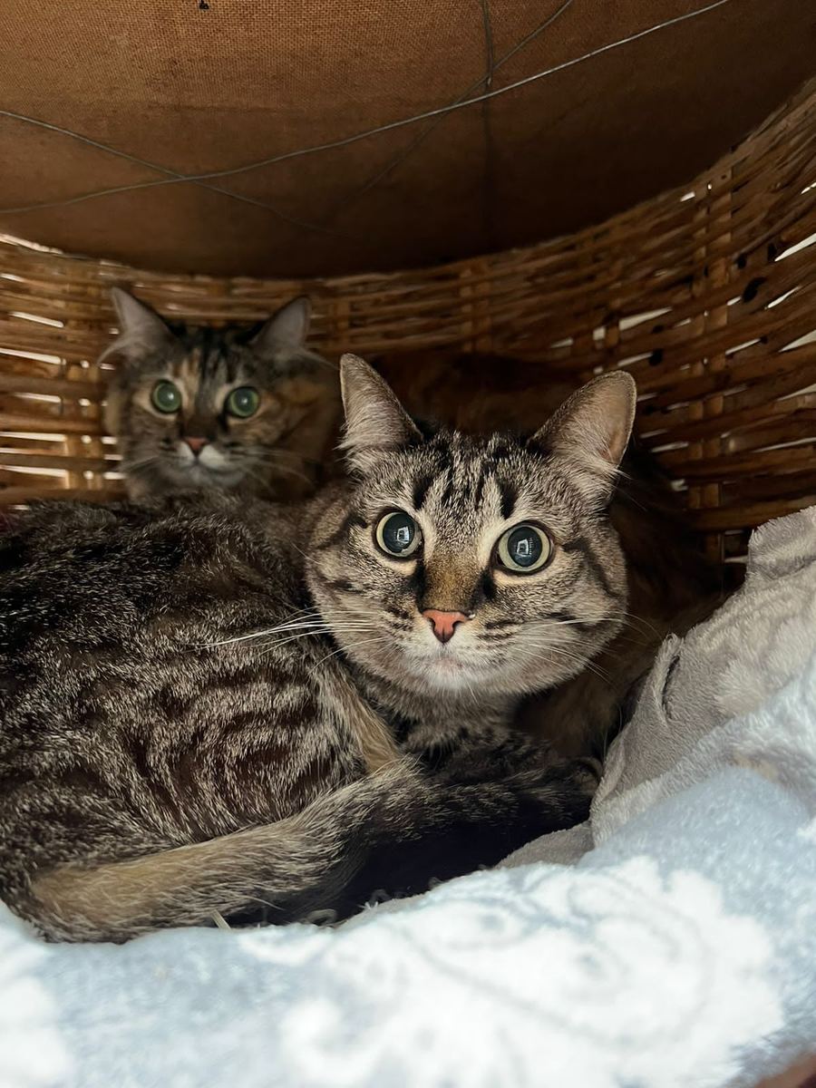 Two tabbies snuggled up in a wicker basket