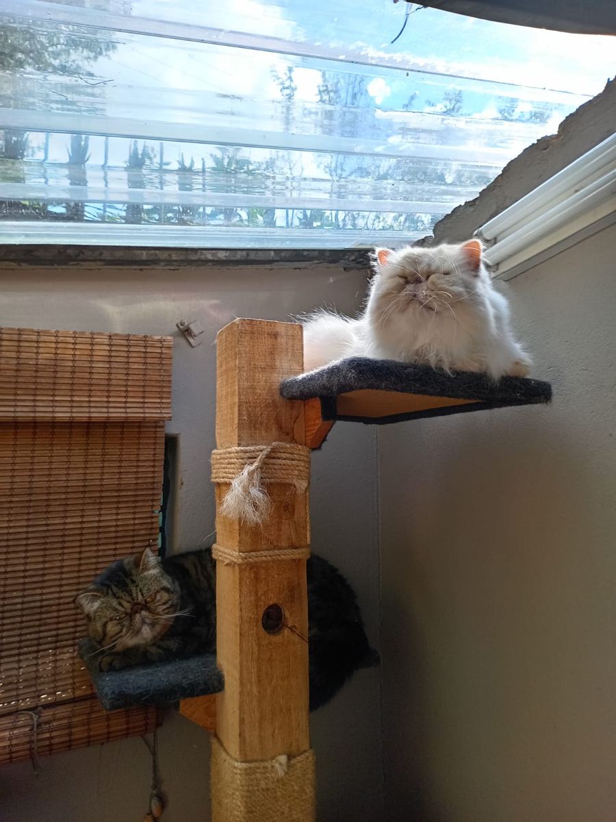A Persian cat resting on a high ledge