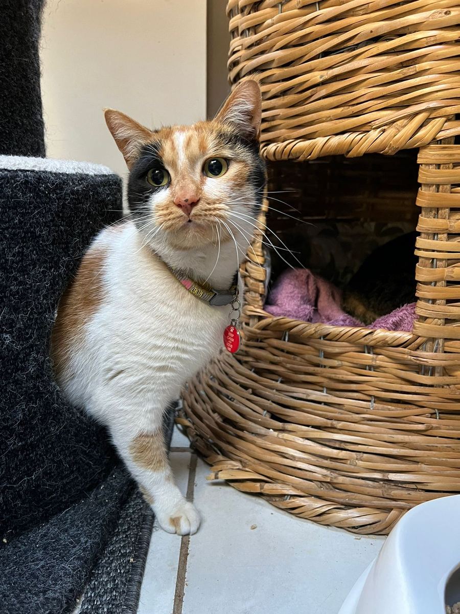 A calico cat beside the wicker tower