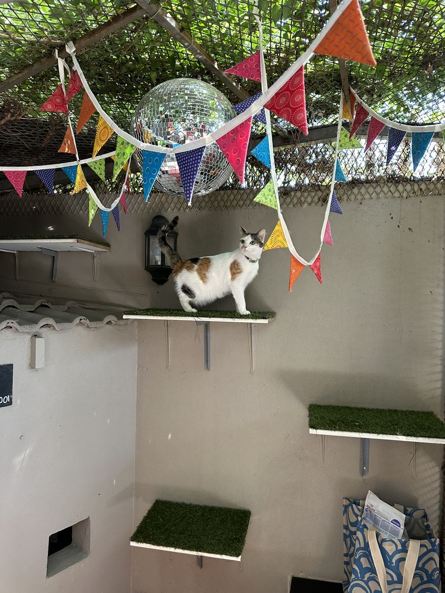 A calico cat on a ledge under the bunting