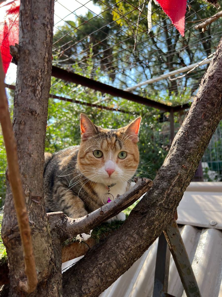 A ginger and white cat perched in a tree