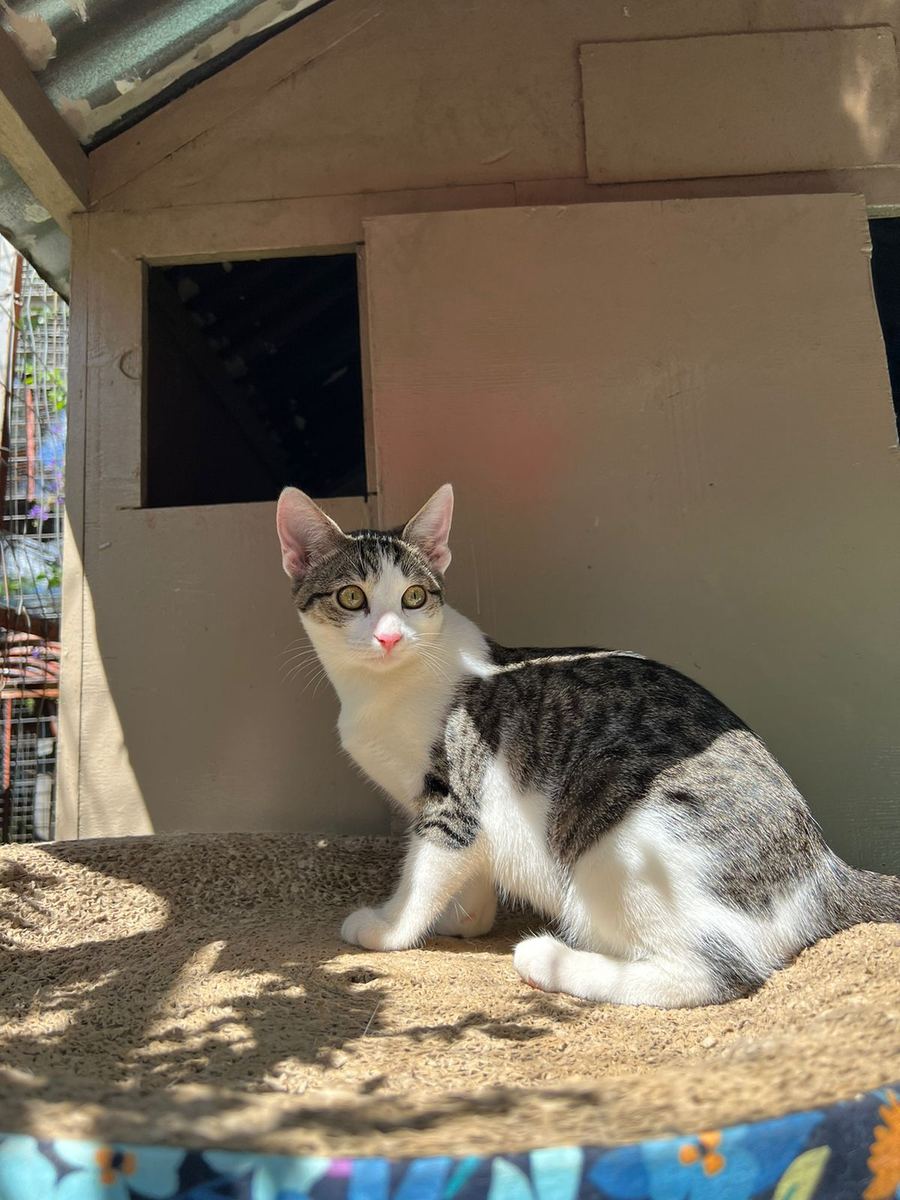 A cat on the patio scratcher at the villa door