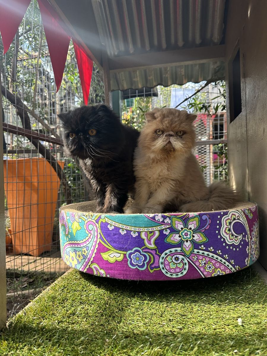 Two cats sharing the patio scratcher