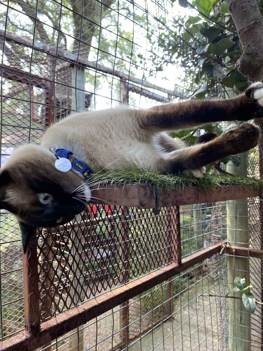 A Siamese cat stretched out on a garden ledge