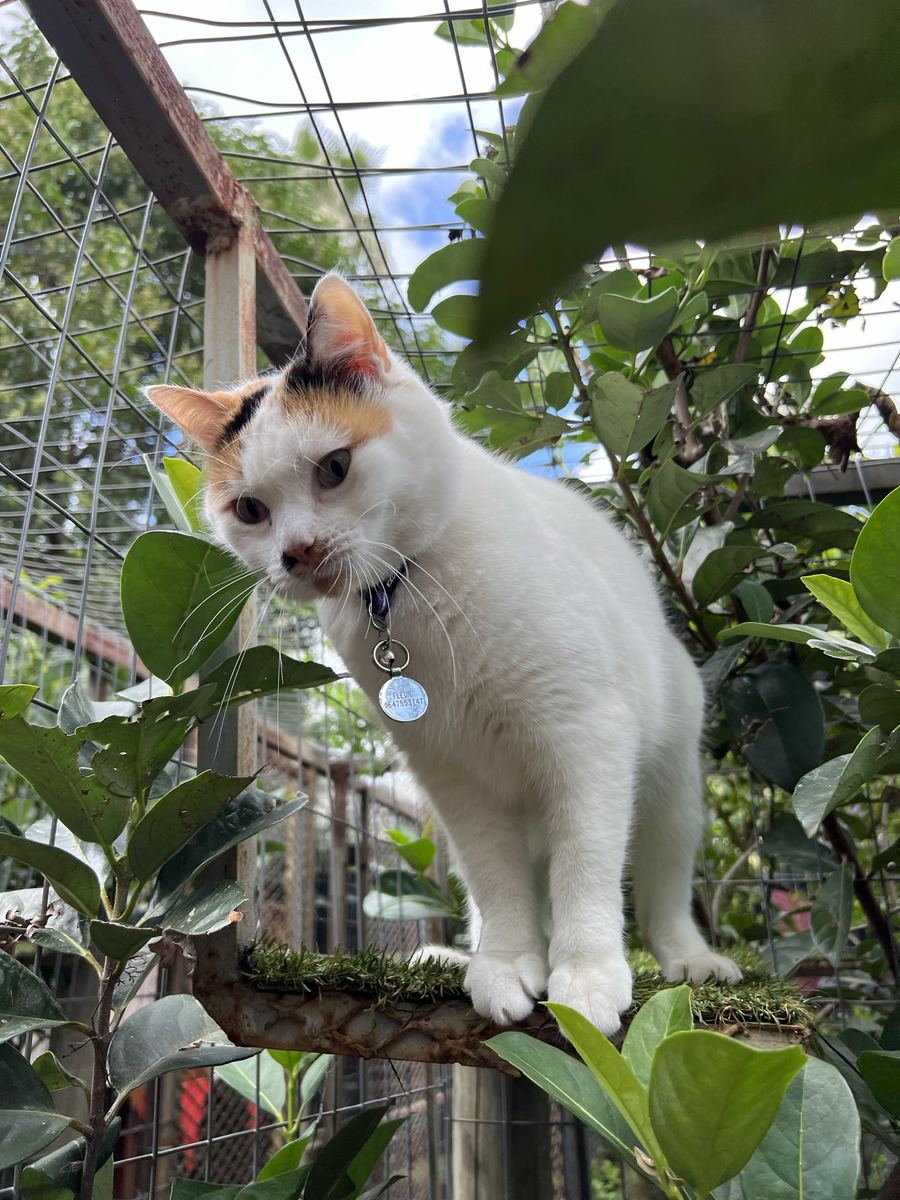 A calico cat among the leaves