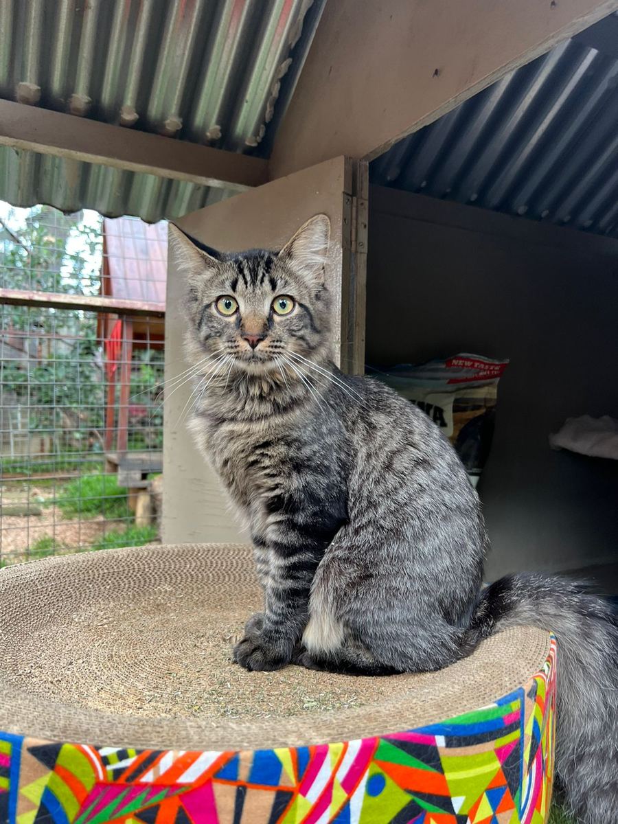 A tabby kitten on a colourful scratcher