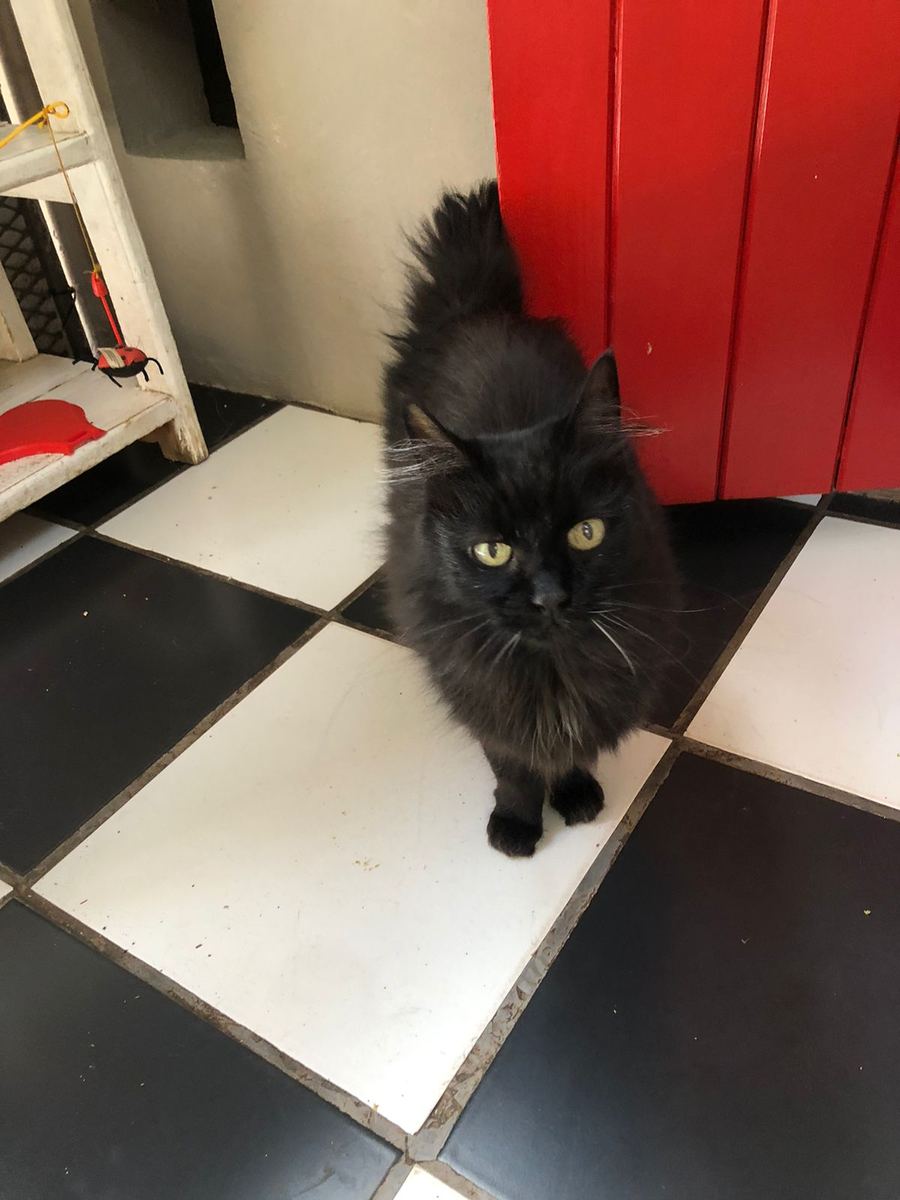 A fluffy black cat on the chequered floor