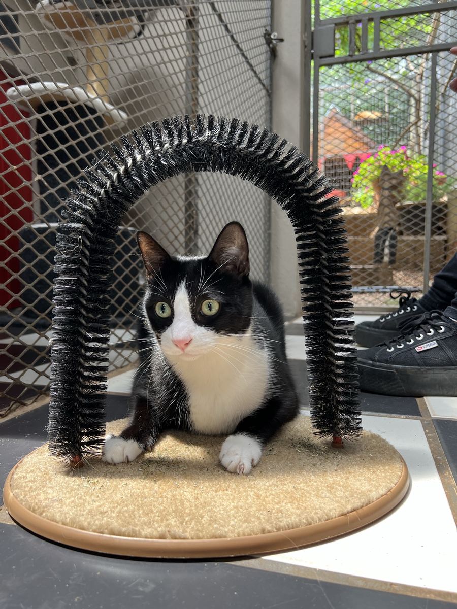 A cat enjoying the self-grooming arch
