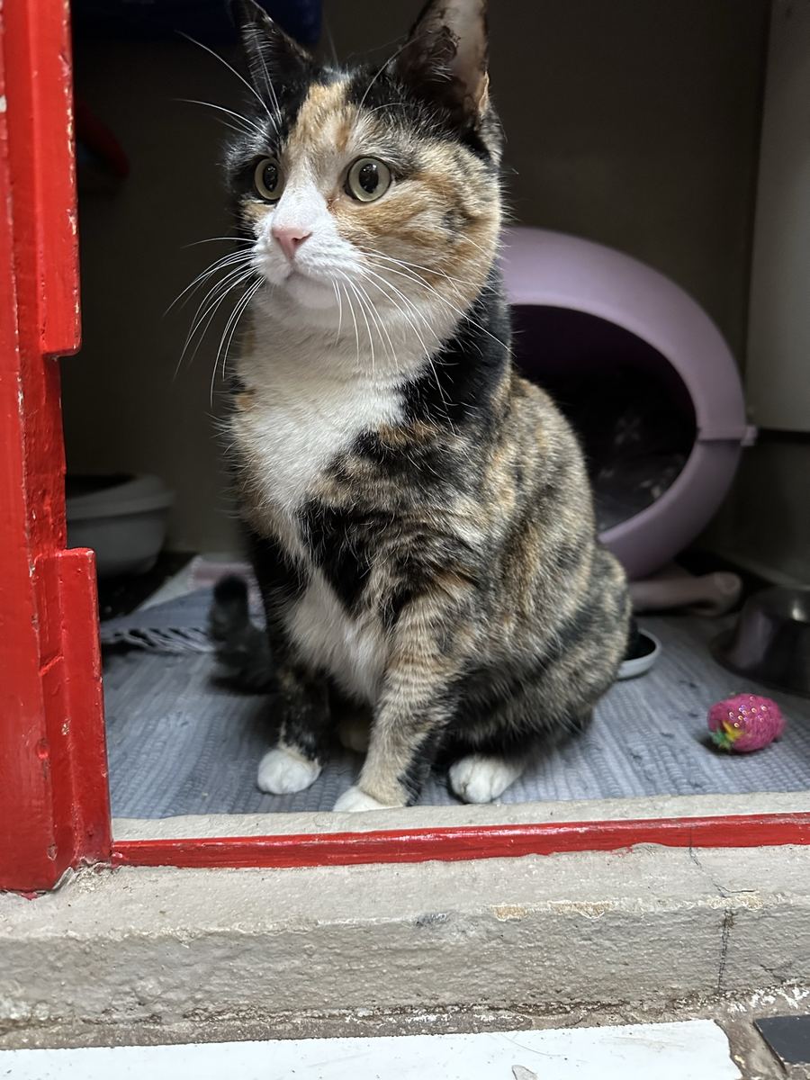 A calico cat at the door of its villa