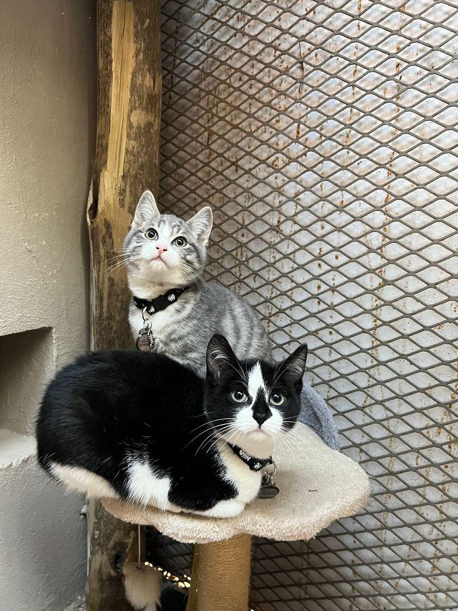 Two cats on the scratching post