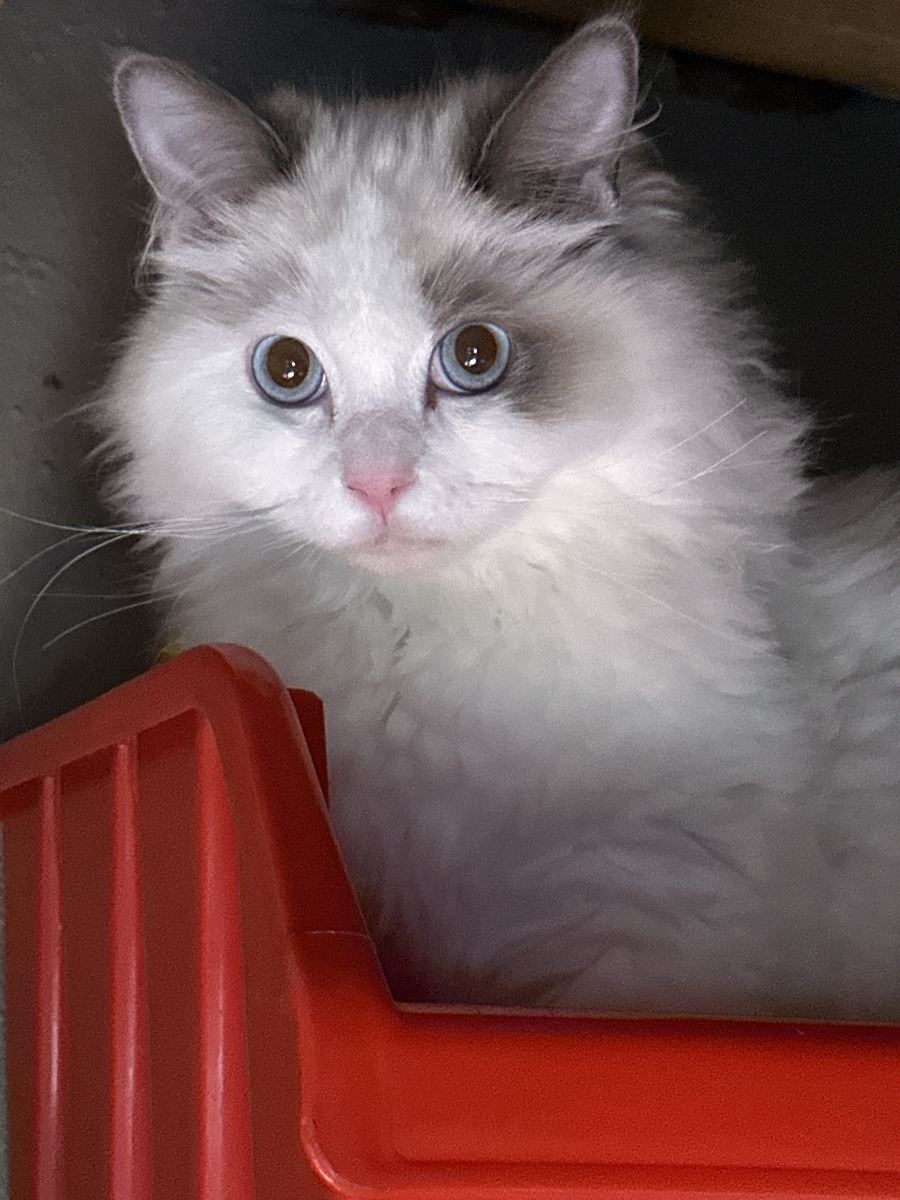 A fluffy white cat peeking out