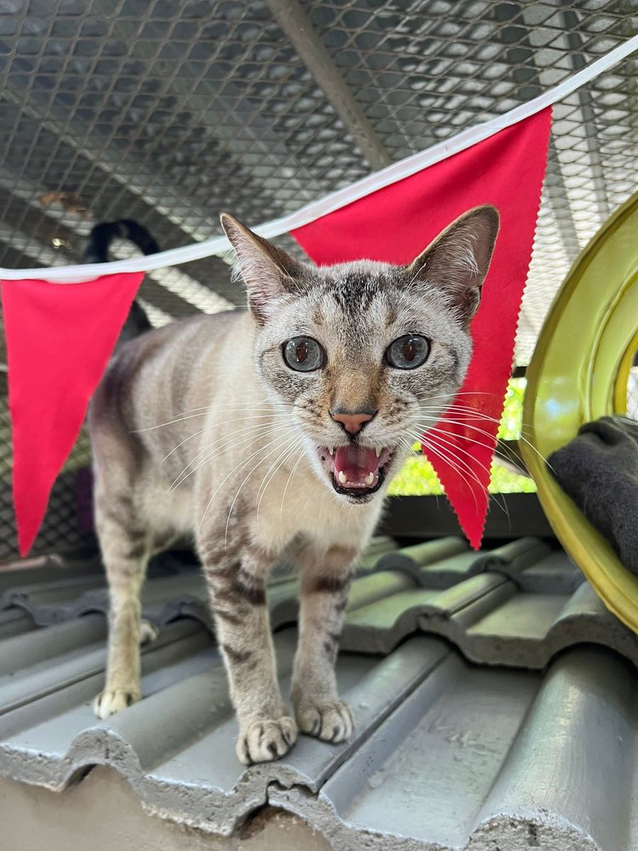 A cat on the roof under the bunting