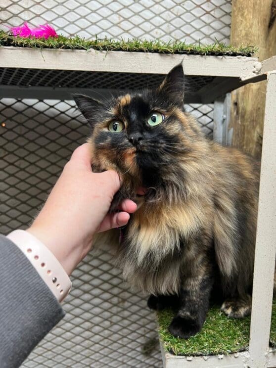 Playtime at The Cat Hotel