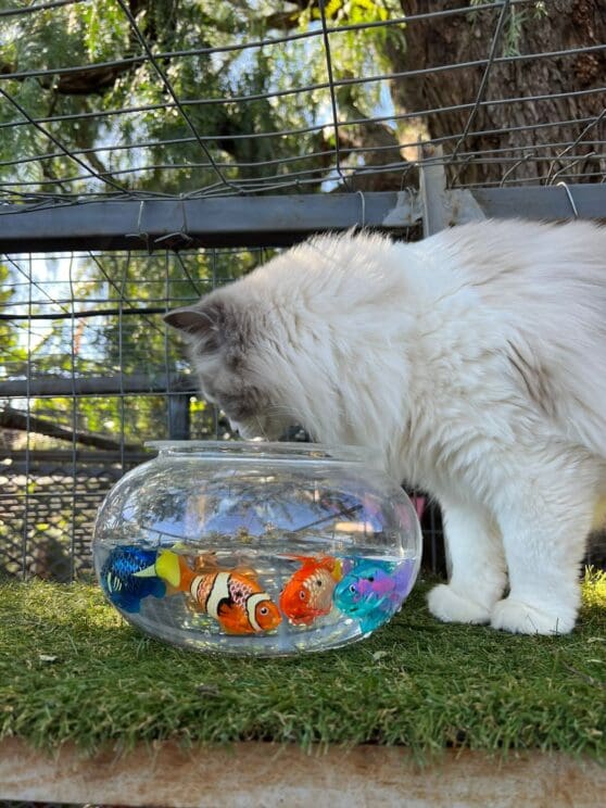 Playtime at The Cat Hotel