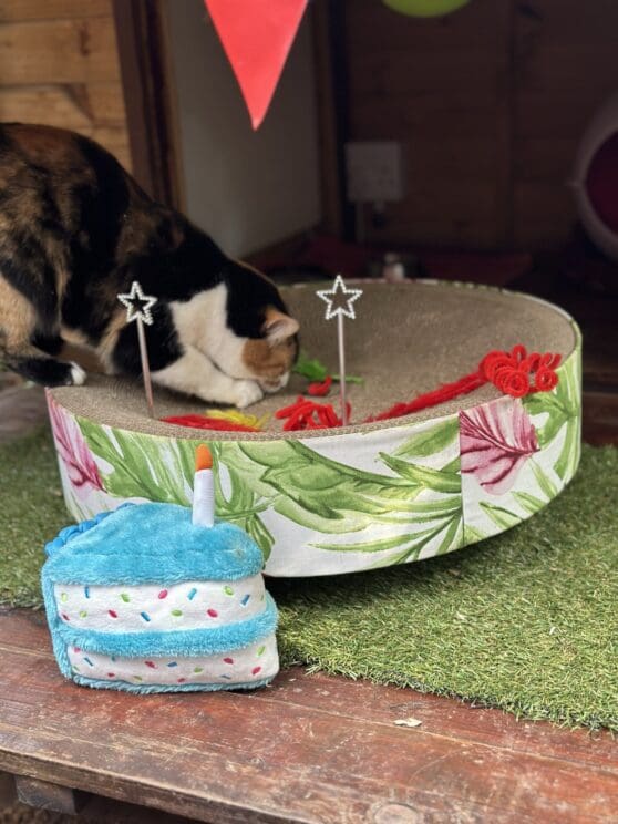 Playtime at The Cat Hotel