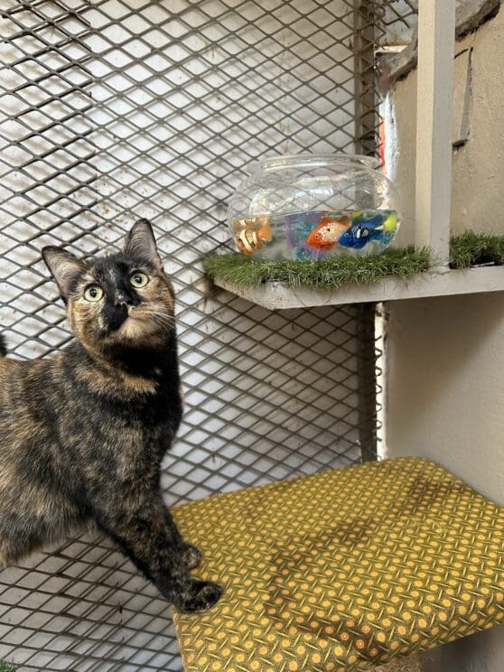 Playtime at The Cat Hotel
