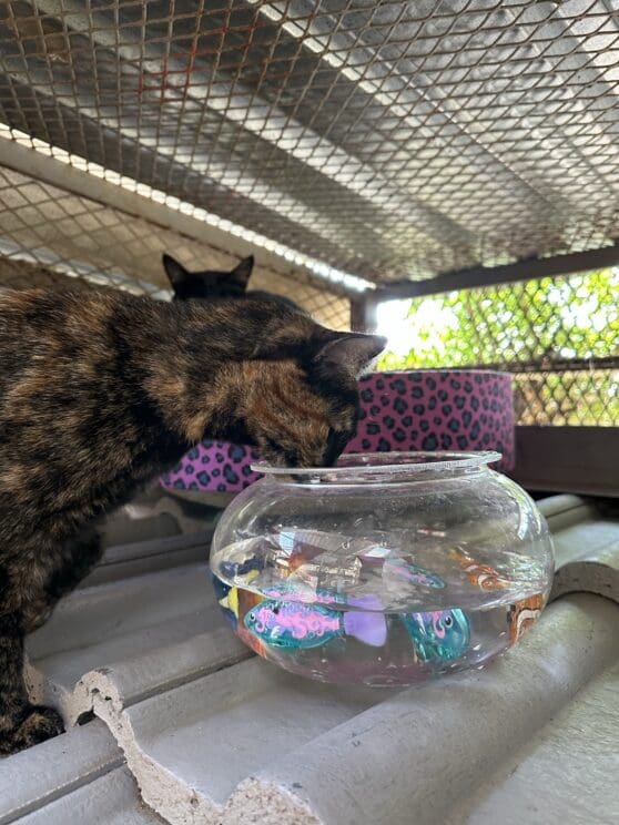 Playtime at The Cat Hotel
