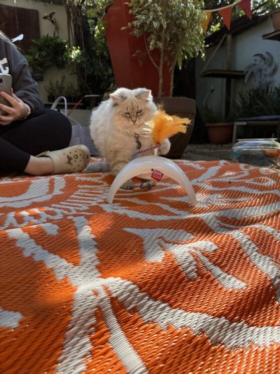Playtime at The Cat Hotel