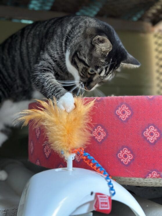 Playtime at The Cat Hotel