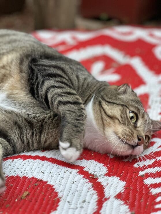Playtime at The Cat Hotel