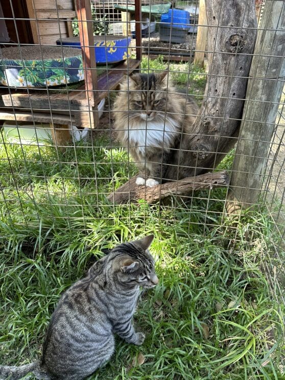 Playtime at The Cat Hotel