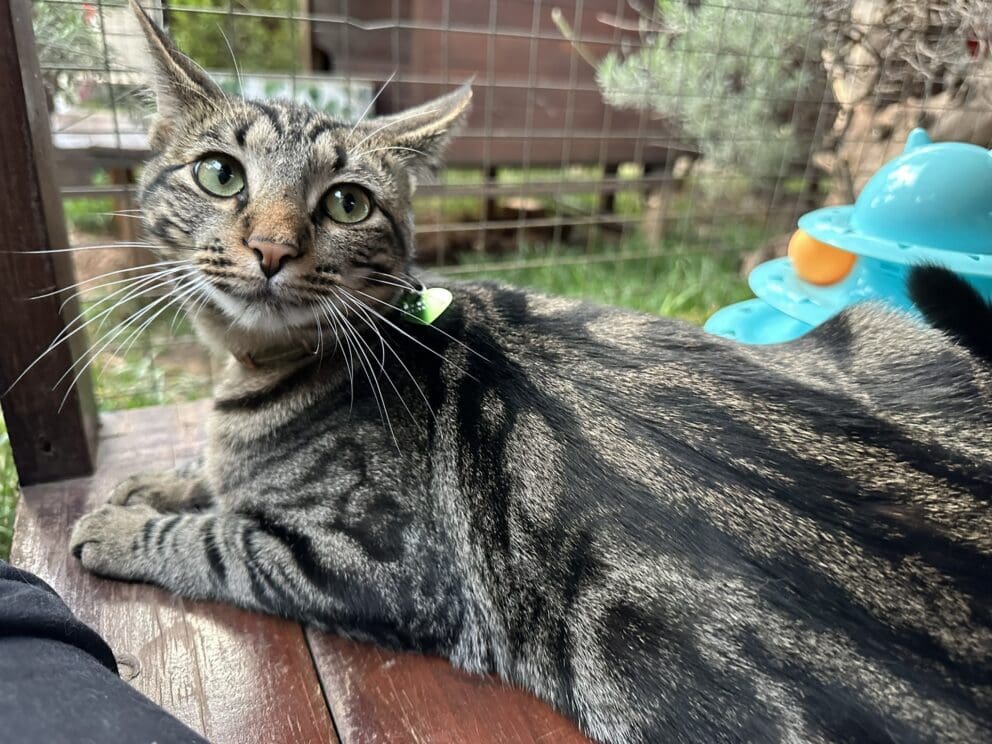 Playtime at The Cat Hotel