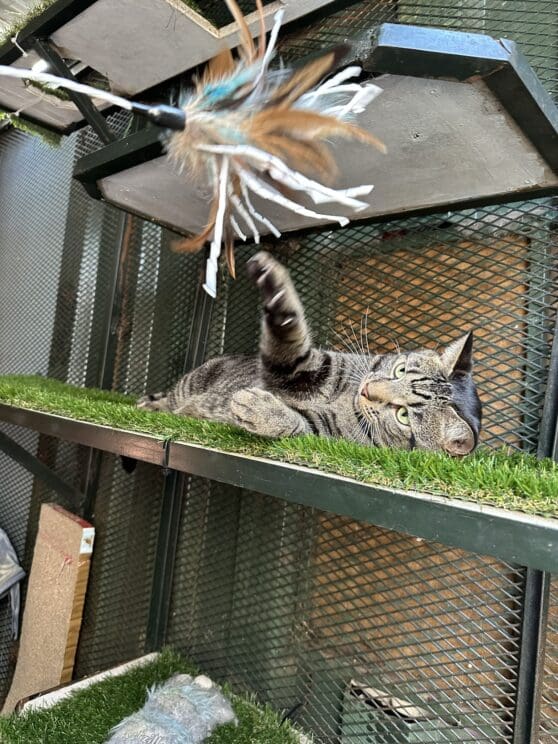 Playtime at The Cat Hotel