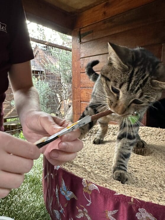 Playtime at The Cat Hotel